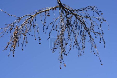 American sweetgum branches with seeds and buds - Latin name - Liquidambar styraciflua