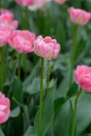 Double Late Tulip Upstar flower - Latin name - Tulipa Upstar