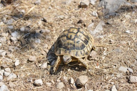 Una tortuga Hermanns caminando sobre hierba seca y piedras