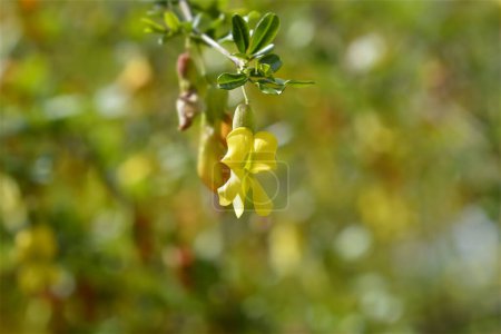 Chinese Pea Shrub flowers - Latin name - Caragana sinica