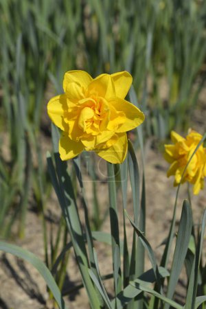 Flor amarilla de narciso doble - Nombre latino - Narcissus Double Power