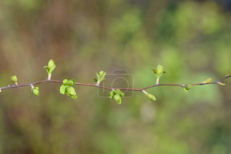 Téléchargez les photos : Branche Van Houttes spiraea aux nouvelles feuilles - Nom latin - Spiraea x vanhouttei - en image libre de droit