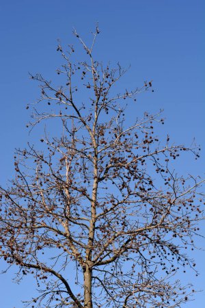 American sweetgum branches with buds and seed balls - Latin name - Liquidambar styraciflua