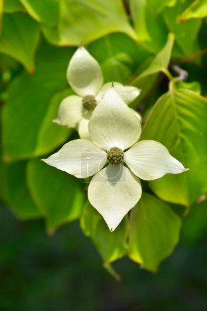 Flowering dogwood branch wtih flowers - Latin name - Cornus kousa