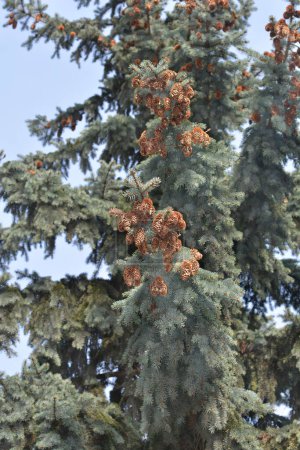 Tiges d'épinette bleue du Colorado avec cônes de graines - Nom latin - Picea pungens Glauca