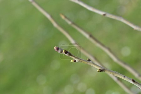 Hawthorn branch with buds - Latin name - Crataegus laevigata