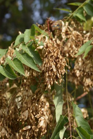 Tree of heaven branches with seeds - Latin name - Ailanthus altissima