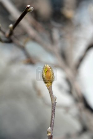 Star magnolia branch with flower bud - Latin name - Magnolia stellata