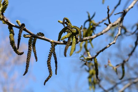 Branche de noix commune avec des fleurs contre le ciel bleu - Nom latin - Juglans regia
