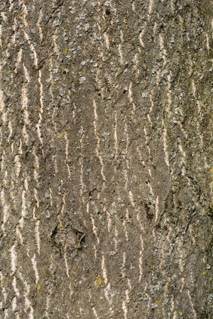 Tree of heaven bark detail - Latin name - Ailanthus altissima