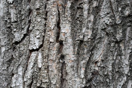 Dragons claw willow bark detail - Latin name - Salix matsudana Tortuosa
