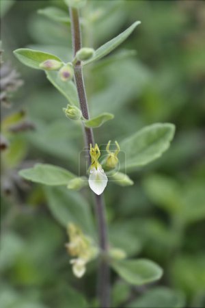 Photo for Yellow germander flower - Latin name - Teucrium flavum - Royalty Free Image