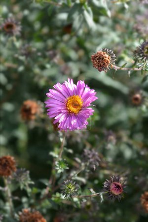 New England aster Pink flower - Latin name - Symphyotrichum novae-angliae Barrs Pink