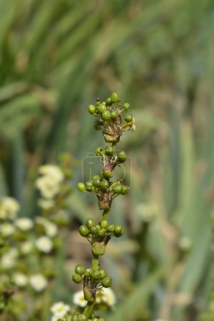 Pale Yellow-eyed Grass fruit - Latin name - Sisyrinchium striatum
