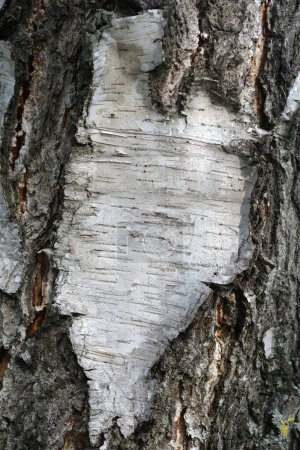 Detalle común de corteza de abedul - Nombre latino - Betula pendula