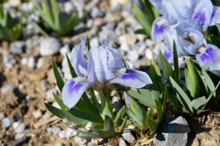 Miniature dwarf bearded iris flowers - Latin name - Iris Bonnie Babe
