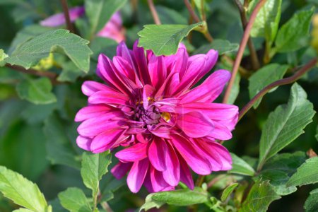 Pink Dahlia flower - Latin name - Dahlia hybrids