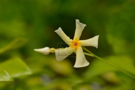 Star jasmine pale yellow flower - Latin name - Trachelospermum jasminoides Star of Toscana