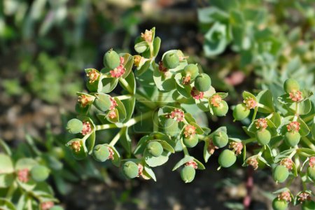 Épinoche à myrte - Nom latin - Euphorbia myrsinites