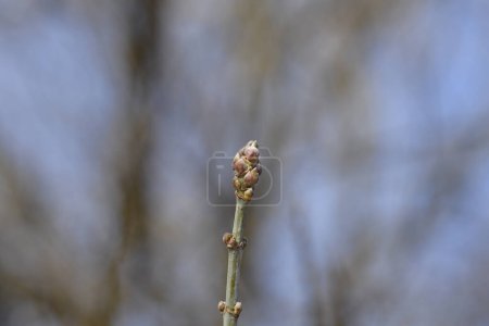 Boxelder maple branch with buds in winter - Latin name - Acer negundo