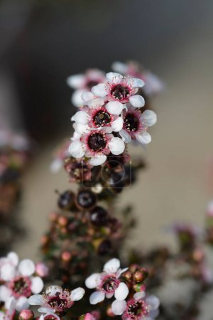 Árbol de té cultivar flores de color rosa pálido - Nombre latino - Leptospermum scoparium