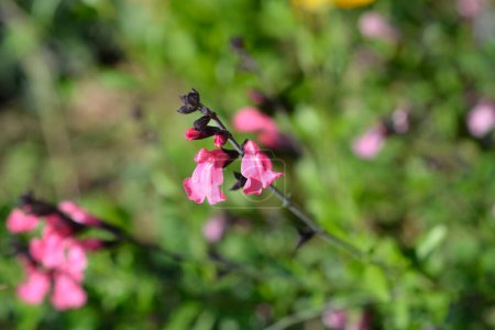 Pink baby sage flowers - Latin name - Salvia microphylla