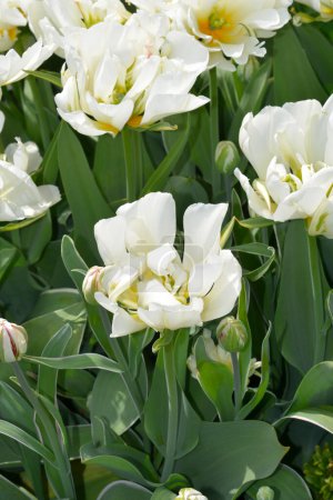 Tulpe Exotic Emperor Blumen - lateinischer Name - Tulipa Exotic Emperor