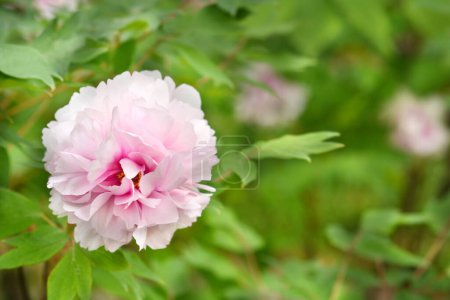 Tree peony pink flower - Latin name - Paeonia x suffruticosa