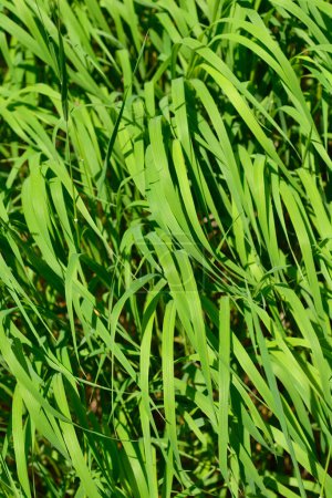 Heide falsche Bromblätter - lateinischer Name - Brachypodium pinnatum