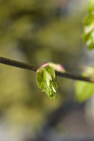 Small-leaved lime branch with new leaves - Latin name - Tilia cordata