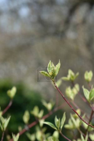 Silver and Gold Red-osier Dogwood branch with new leaves and flower buds - Latin name - Cornus sericea Silver and Gold