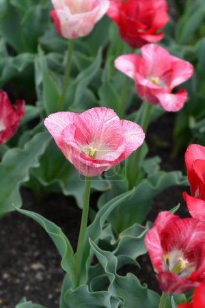 Photo for Pink and white tulip flowers - Latin name - Tulipa Hemisphere - Royalty Free Image