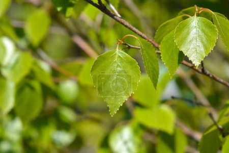 Magical Globe birch leaves - Latin name - Betula pendula Magical Globe