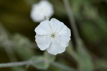 Téléchargez les photos : Rose blanche fleur de campion - Nom latin - Silene coronaria Alba - en image libre de droit