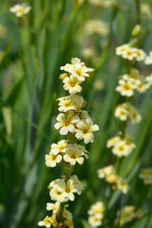 Pale Yellow-eyed Grass flowers - Latin name - Sisyrinchium striatum