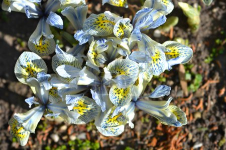 Dwarf Iris flowers - Latin name - Iris reticulata Katherine Hodgkin