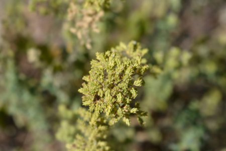 Winter-Majoran - lateinischer Name - Origanum vulgare subsp. viridulum