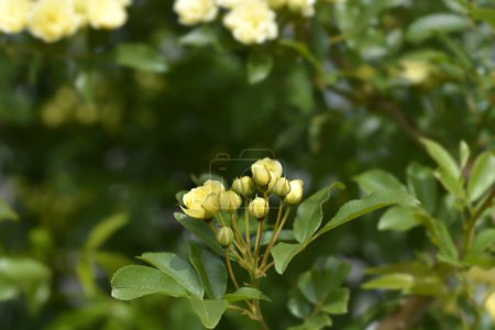 Gelbe Lady Banks Rosenblüten - lateinischer Name - Rosa banksiae Lutea