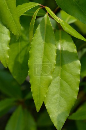 Photo for Laurel leaves - Latin name - Laurus nobilis - Royalty Free Image