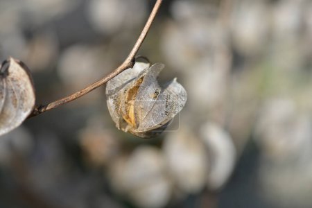 Apple of Peru seed pod in husk - Latin name - Nicandra physalodes