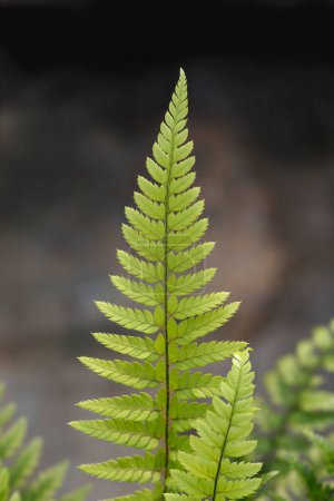 Korean rock fern leaves - Latin name - Polystichum luctuosum