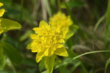 Cushion spurge yellow flowers - Latin name - Euphorbia epithymoides (Euphorbia Polychroma)