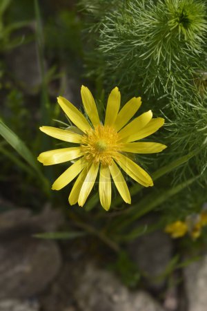Fleur jaune de faisans - Nom latin - Adonis vernalis
