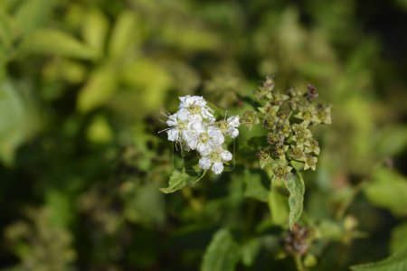 Japanische weiße Spirea Blüten und Samen - lateinischer Name - Spiraea japonica Albiflora