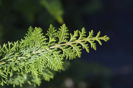 Hinoki cypress Dilatush branch - Latin name - Chamaecyparis obtusa Dilatush