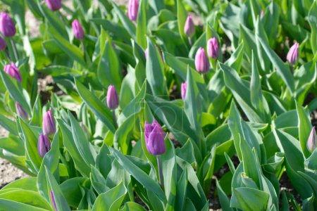 Lilac tulip flowers - Latin name - Tulipa Purple Flag