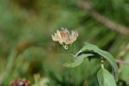 Bluebeard seedpods - Latin name - Caryopteris x clandonensis