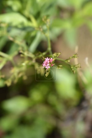 Fleurs de valériane rouge - Nom latin - Centranthus ruber