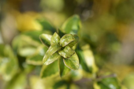 Japanese honeysuckle leaves - Latin name - Lonicera Japonica Kogel-Mogel