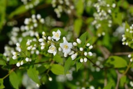 Lemoine Deutzia branch with white flowers - Latin name - Deutzia x lemoinei
